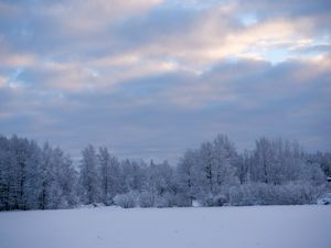 Превью обои деревья, кусты, снег, зима