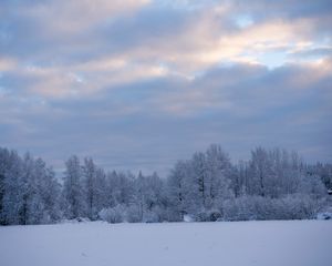 Превью обои деревья, кусты, снег, зима