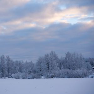 Превью обои деревья, кусты, снег, зима