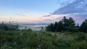 Превью обои деревья, кусты, трава, пейзаж