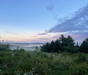 Превью обои деревья, кусты, трава, пейзаж