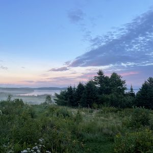 Превью обои деревья, кусты, трава, пейзаж