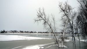 Превью обои деревья, лед, озеро, зима, заморозки, ноябрь