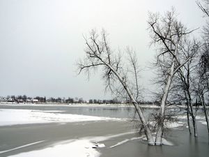 Превью обои деревья, лед, озеро, зима, заморозки, ноябрь