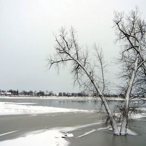 Превью обои деревья, лед, озеро, зима, заморозки, ноябрь