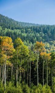 Превью обои деревья, лес, береза, ель