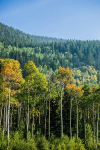 Превью обои деревья, лес, береза, ель