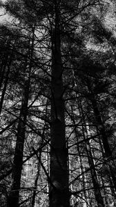 Превью обои деревья, лес, чб, природа