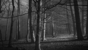 Превью обои деревья, лес, чб, ветки