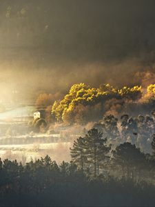 Превью обои деревья, лес, дом, туман