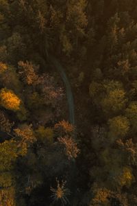 Превью обои деревья, лес, дорога, вид сверху