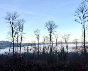 Превью обои деревья, лес, горы, туман, облака, природа