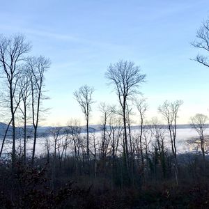 Превью обои деревья, лес, горы, туман, облака, природа