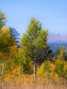 Превью обои деревья, лес, горы, вид сверху, природа, осень