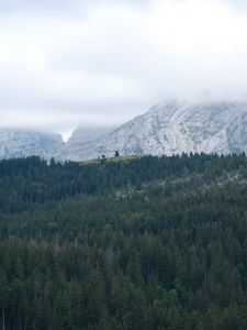 Превью обои деревья, лес, горы, туман, природа