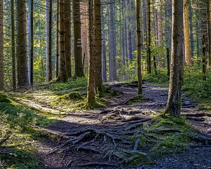 Превью обои деревья, лес, корни, стволы, природа, пейзаж