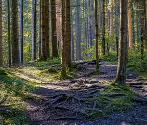 Превью обои деревья, лес, корни, стволы, природа, пейзаж