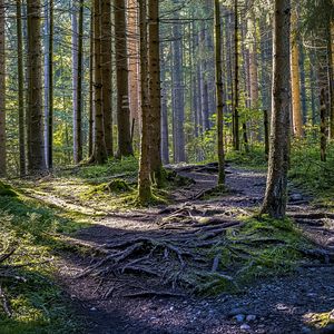 Превью обои деревья, лес, корни, стволы, природа, пейзаж