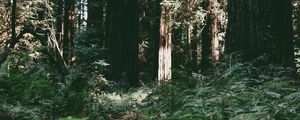 Превью обои деревья, лес, лето, свет
