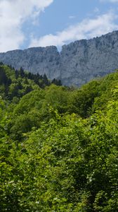 Превью обои деревья, лес, листья, скала, пейзаж