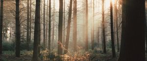 Превью обои деревья, лес, лучи, кусты