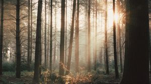 Превью обои деревья, лес, лучи, кусты