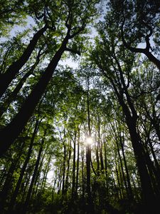 Превью обои деревья, лес, лучи, солнце
