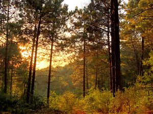 Превью обои деревья, лес, лучи, солнце, кусты