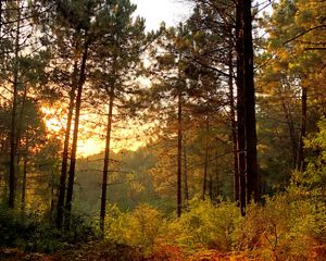 Превью обои деревья, лес, лучи, солнце, кусты