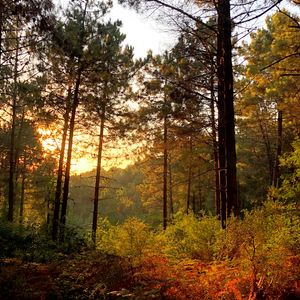 Превью обои деревья, лес, лучи, солнце, кусты