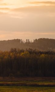Превью обои деревья, лес, луг, природа