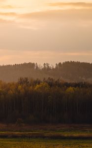 Превью обои деревья, лес, луг, природа