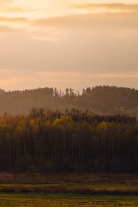 Превью обои деревья, лес, луг, природа