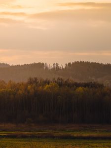 Превью обои деревья, лес, луг, природа