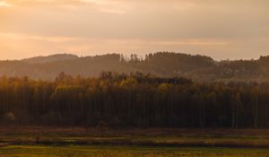 Превью обои деревья, лес, луг, природа