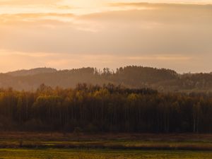 Превью обои деревья, лес, луг, природа