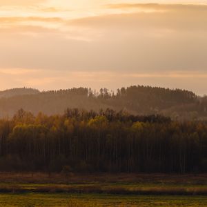 Превью обои деревья, лес, луг, природа
