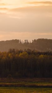 Превью обои деревья, лес, луг, трава, пейзаж