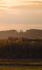 Превью обои деревья, лес, луг, трава, пейзаж