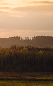 Превью обои деревья, лес, луг, трава, пейзаж