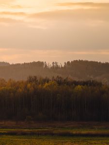 Превью обои деревья, лес, луг, трава, пейзаж