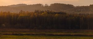 Превью обои деревья, лес, луг, трава, пейзаж