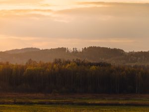 Превью обои деревья, лес, луг, трава, пейзаж