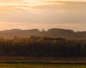 Превью обои деревья, лес, луг, трава, пейзаж