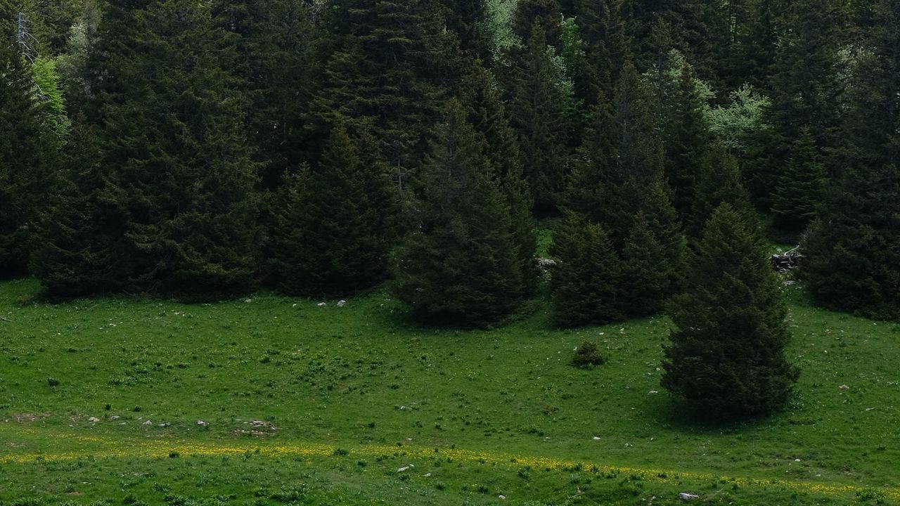Обои деревья, лес, луг, трава, природа