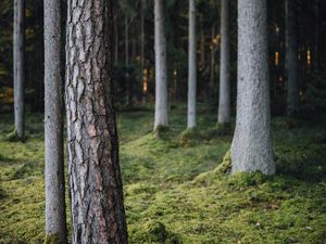 Превью обои деревья, лес, мох