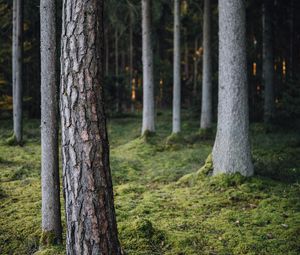 Превью обои деревья, лес, мох