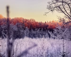 Превью обои деревья, лес, мороз, природа, пейзаж