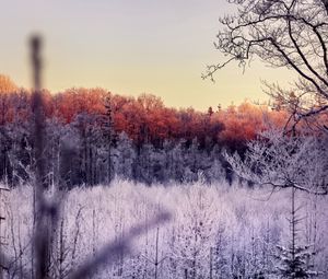 Превью обои деревья, лес, мороз, природа, пейзаж