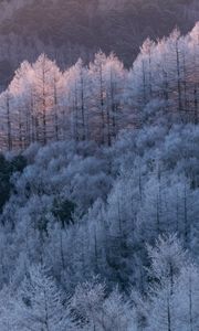Превью обои деревья, лес, мороз, зима, холод